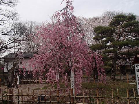 桜.jpg