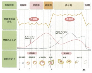 基礎体温が表すからだの状態